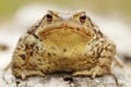 Common toad portrait Royalty Free Stock Photo