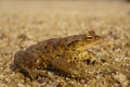 Common toad on Sand. Toad on sand. Royalty Free Stock Photo