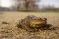 Common toad on Sand. Toad on sand. Royalty Free Stock Photo