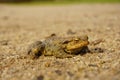 Common toad on Sand. Toad on sand. Royalty Free Stock Photo