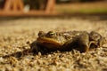 Common toad on Sand. Toad on sand. Royalty Free Stock Photo