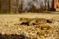 Common toad on Sand. Toad on sand. Royalty Free Stock Photo