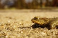 Common toad on Sand. Toad on sand. Royalty Free Stock Photo