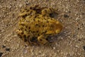 Common toad on Sand. Toad on sand. Royalty Free Stock Photo
