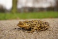 Common toad on Sand. Toad on sand. Royalty Free Stock Photo