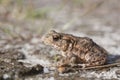 Common Toad in the sand Royalty Free Stock Photo