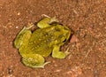 Common Toad seen at Matheran ,Maharashtra,india