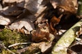 Common toad sitting between leafs and branches in forest floor in spring in Denmark Royalty Free Stock Photo