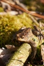 Common toad sitting between leafs and branches in forest floor in spring in Denmark Royalty Free Stock Photo