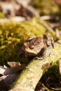 Common toad sitting between leafs and branches in forest floor in spring in Denmark Royalty Free Stock Photo