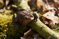 Common toad sitting between leafs and branches in forest floor in spring in Denmark Royalty Free Stock Photo