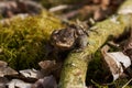 Common toad sitting between leafs and branches in forest floor in spring in Denmark Royalty Free Stock Photo