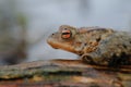 Common toad Royalty Free Stock Photo