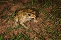 Common toad sitting in the grass Royalty Free Stock Photo