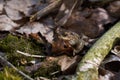 Common toad sitting between leafs and branches in forest floor in spring in Denmark Royalty Free Stock Photo