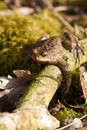 Common toad sitting between leafs and branches in forest floor in spring in Denmark Royalty Free Stock Photo