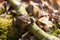 Common toad sitting between leafs and branches in forest floor in spring in Denmark Royalty Free Stock Photo