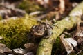 Common toad sitting between leafs and branches in forest floor in spring in Denmark Royalty Free Stock Photo