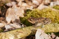 Common toad sitting between leafs and branches in forest floor in spring in Denmark Royalty Free Stock Photo