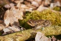 Common toad sitting between leafs and branches in forest floor in spring in Denmark Royalty Free Stock Photo