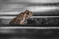 Common toad sitting, portrait of brown common toad macro shot Royalty Free Stock Photo