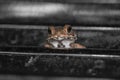 Common toad sitting, portrait of brown common toad macro shot Royalty Free Stock Photo