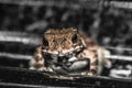 Common toad sitting, portrait of brown common toad macro shot Royalty Free Stock Photo