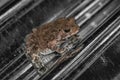 Common toad sitting, portrait of brown common toad macro shot Royalty Free Stock Photo