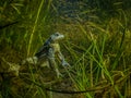 A common Toad underwater in a grassy pond near Glasgow, Scotland.