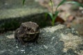 Common Toad on stone in the garden Royalty Free Stock Photo