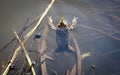 The common toad in the water. Bufo bufo. Royalty Free Stock Photo