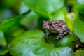 Common toad on water hyacinth Royalty Free Stock Photo