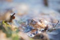 Common toad in water Royalty Free Stock Photo