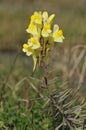 Common Toadflax Royalty Free Stock Photo