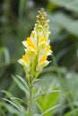 Common Toadflax Royalty Free Stock Photo