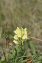 Common toadflax Royalty Free Stock Photo