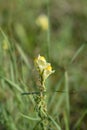 Common toadflax Royalty Free Stock Photo