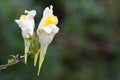 Common Toadflax (Linaria vulgaris) Royalty Free Stock Photo