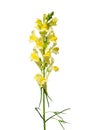 Common toadflax (Linaria vulgaris) Royalty Free Stock Photo