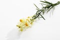 Common toadflax (Linaria vulgaris) Royalty Free Stock Photo