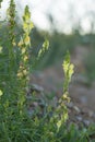 Common toadflax, Linaria vulgaris Royalty Free Stock Photo
