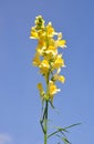 Common toadflax (Linaria vulgaris) Royalty Free Stock Photo