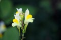 Common toadflax (Linaria vulgaris) Royalty Free Stock Photo