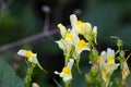 Common toadflax (Linaria vulgaris) Royalty Free Stock Photo