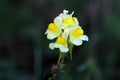 Common toadflax (Linaria vulgaris) Royalty Free Stock Photo