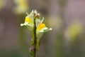 Common toadflax (Linaria vulgaris) Royalty Free Stock Photo