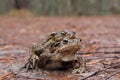 Common Toads (Bufo bufo) mating Royalty Free Stock Photo