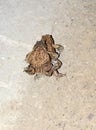 Common toads bufo bufo are mating