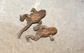 Common toads bufo bufo are moving