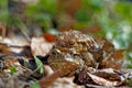 Common toads bufo bufo mating scene - ErdkrÃÂ¶ten bei der Paarung Royalty Free Stock Photo